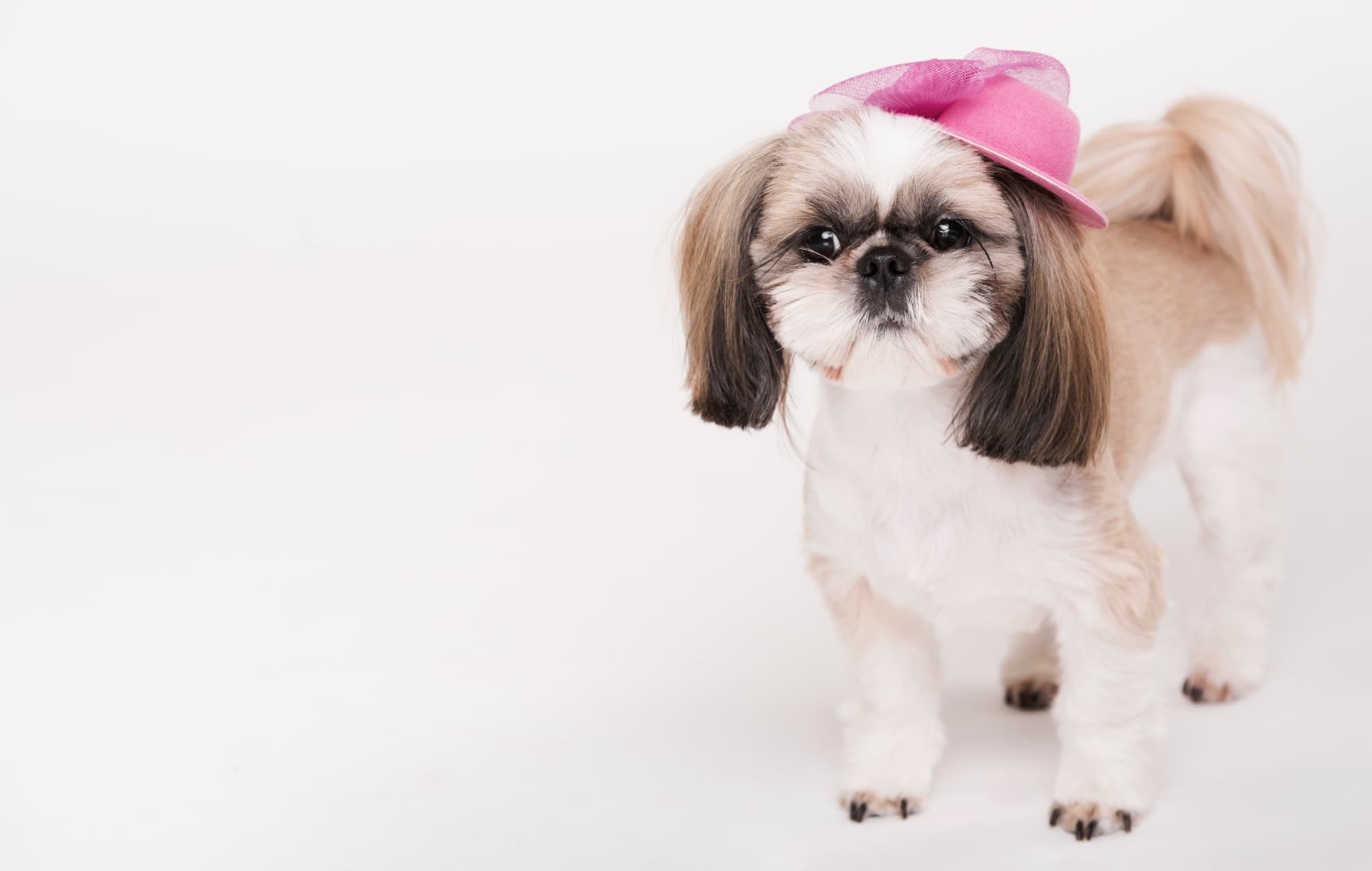 Pet Lavender - Main Page